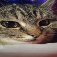 :ьь